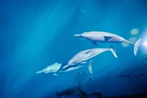 “海豚现象”让我们引起的团队思考