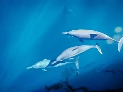 “海豚现象”让我们引起的团队思考